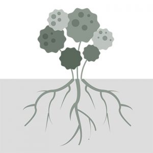 地上に点のある 5 つの丸い花が別々の茎に付いている様式化されたイラストで、下には枝分かれした根が示されています。豆知識やお手入れのヒントを共有するのに最適な、背景が白とグレーに横に分かれています。.