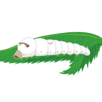 白地に横から見た、緑の葉の上で休んでいる蚕のイラスト。豆知識：蚕が成長し、上質の絹を生産するためには、注意深い手入が必要である。.